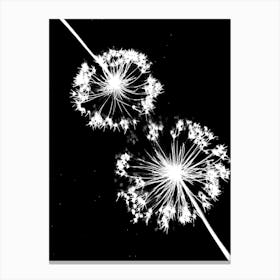 Black white alliums Canvas Print