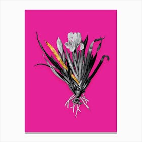 Vintage Crimean Iris Black and White Gold Leaf Floral Art on Hot Pink n.1048 Canvas Print