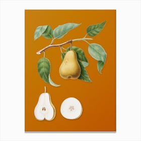 Vintage Pear Botanical on Sunset Orange n.0532 Canvas Print