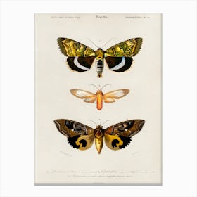 Different Type Of Butterfly, Charles Dessalines D'Orbigny Canvas Print