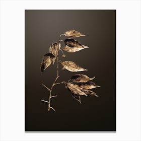 Gold Botanical European Nettle Tree on Chocolate Brown n.0056 Canvas Print