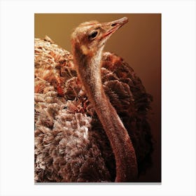 Ostrich Canvas Print