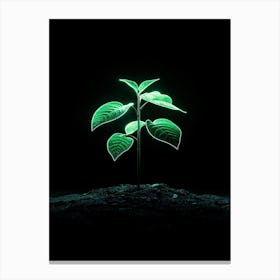 Green Plant On Black Background 3 Canvas Print