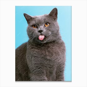British Shorthair Cat, funny cat, cat christmas funny, funny cat tree, funny cat sweater, funny cat products, cat cat funny, cat funny cat, cat silly, funny about cats, funny cat funny, Canvas Print