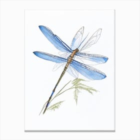 Blue Dasher Dragonfly Pencil Illustration 1 Canvas Print