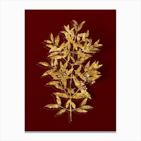 Vintage Phillyrea Tree Branch Botanical in Gold on Red n.0034 Canvas Print