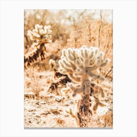Cholla Cactus Desert Canvas Print