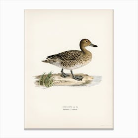 Pintail (Anas Acuta), The Von Wright Brothers Canvas Print