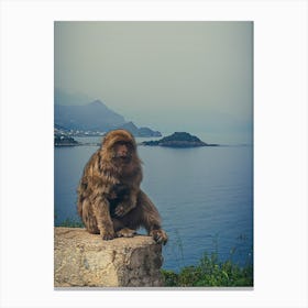 Monkey Sitting On A Rock Canvas Print