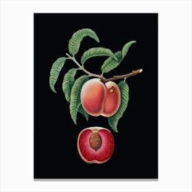 Vintage Carrot Peach Botanical Illustration on Solid Black n.0197 Canvas Print
