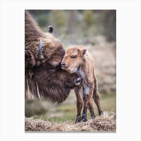 Baby Bison Canvas Print