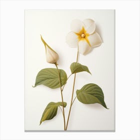 Pressed Wildflower Botanical Art Prairie Trillium 2 Canvas Print