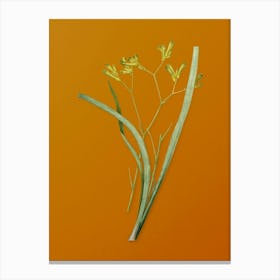 Vintage Anigozanthos Flavida Botanical on Sunset Orange n.0199 Canvas Print