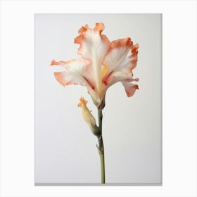 Pressed Flower Botanical Art Gladiolus 2 Canvas Print