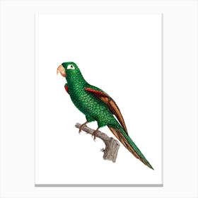 Vintage Eclectus Parrot Bird Illustration on Pure White n.0016 Canvas Print