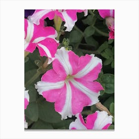 Pink And White Morning Glories Canvas Print