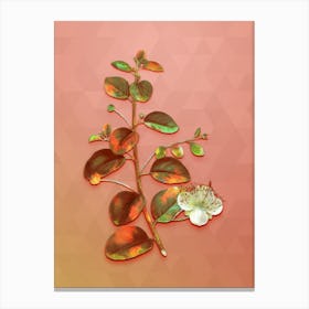Vintage Caper Plant Botanical Art on Peach Pink n.0579 Canvas Print