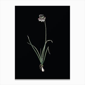 Vintage Nodding Onion Botanical Illustration on Solid Black n.0078 Canvas Print