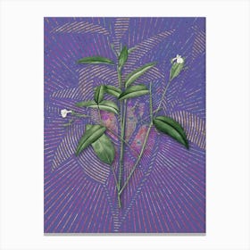 Vintage Maranta Arundinacea Botanical Illustration on Veri Peri Canvas Print