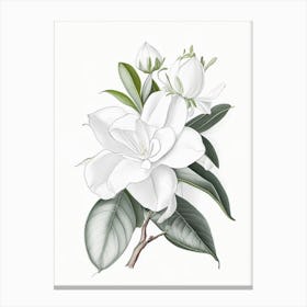 Gardenia Floral Quentin Blake Inspired Illustration 1 Flower Canvas Print