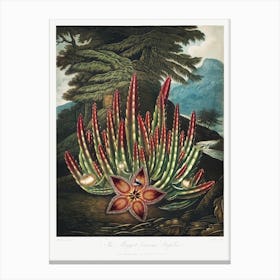 The Maggot–Bearing Stapelia From The Temple Of Flora (1807), Robert John Thornton Canvas Print