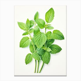 Lemon Balm Vintage Botanical Herbs 0 Canvas Print