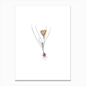 Stained Glass Ixia Filifolia Mosaic Botanical Illustration on White n.0024 Canvas Print
