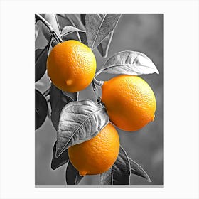 Three Oranges On A Tree Canvas Print