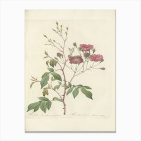 Rose Illustration, Pierre Joseph Redoute, Pierre Joseph Redoute(128) Canvas Print