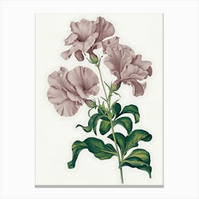 Pink Geranium Canvas Print