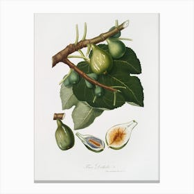 Fig (Ficus Carica Sativa) From Pomona Italiana (1817-1839), Giorgio Gallesio Canvas Print