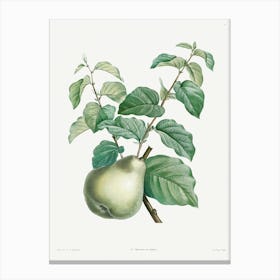 Pear Fruit, Pierre Joseph Redoute Canvas Print