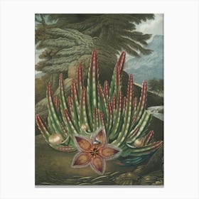 Aloe Vera Canvas Print