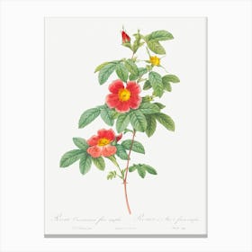 Rosa Majalis, Also Known As Single May Rose, Pierre Joseph Redoute Canvas Print