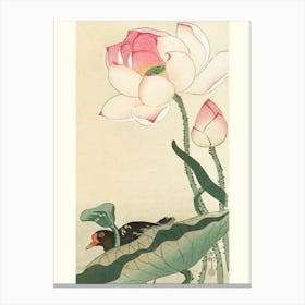 Gallinule With Lotus Flowers (1900 1930), Ohara Koson Canvas Print