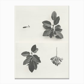 Honeysuckle Flower Photo Collage 1 Canvas Print