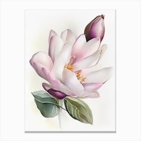 Magnolia Wildflower Watercolour Canvas Print