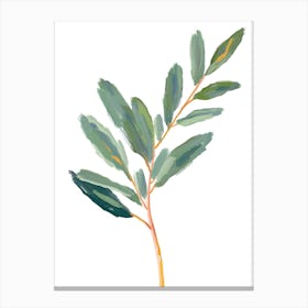 Eucalyptus 19 Canvas Print