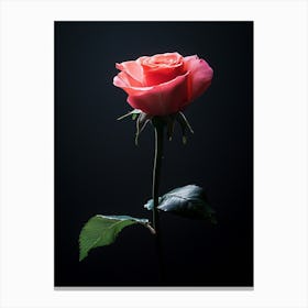 Single Rose On Black Background 56 Canvas Print