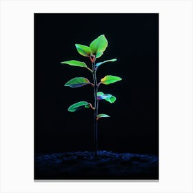 Young Green Plant On Black Background 7 Canvas Print