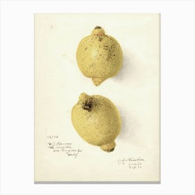 Two Lemons 2 Canvas Print