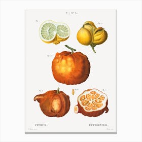Citrus In Various Shapes And Sizes, Pierre Joseph Redoute Canvas Print