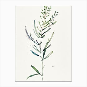 Alfalfa Herb Minimalist Watercolour Canvas Print