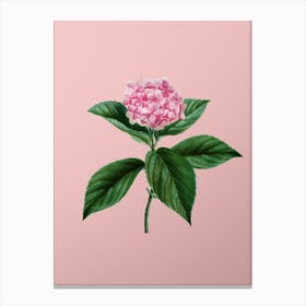 Vintage French Hydrangea Botanical on Soft Pink n.0415 Canvas Print