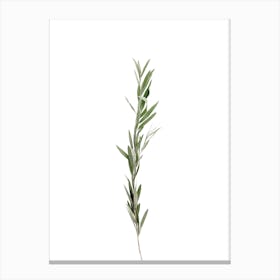 Rosemary Plant Canvas Print
