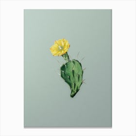 Vintage One Spined Opuntia Flower Botanical Art on Mint Green n.0011 Canvas Print