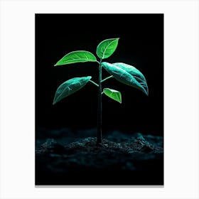 Green Plant Growing In The Dark 1 Canvas Print