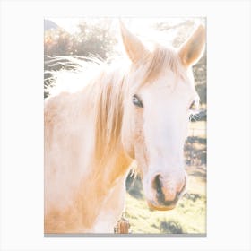 Palomino Horse Canvas Print