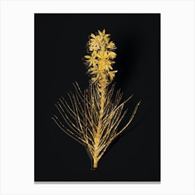 Vintage Yellow Asphodel Botanical in Gold on Black n.0173 Canvas Print