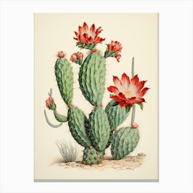 Vintage Cactus Illustration Bunny Ear Cactus 2 Canvas Print